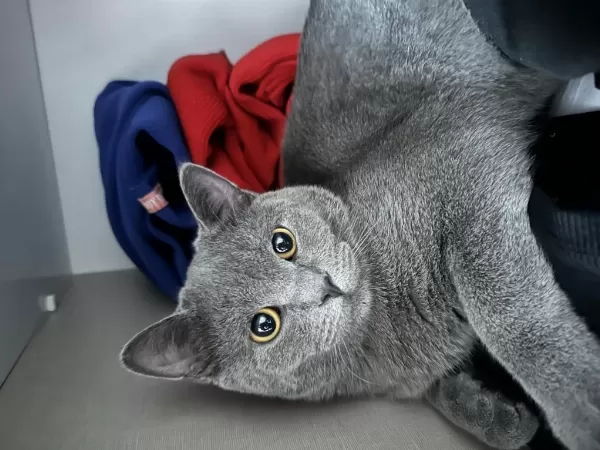 Erkek Kısır 7 Aylık British Shorthair
