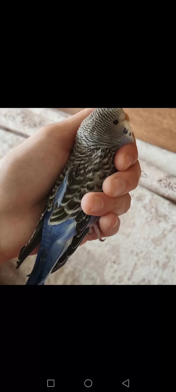 Yavru Yeme Yeni Düştü Erkek Spangle Muhabbet Kuşu