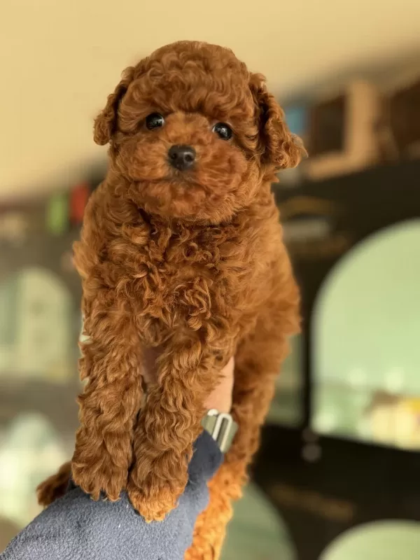 Wc Eğitimli Aşılı Pasaportlu Toy Poodle Yavrular