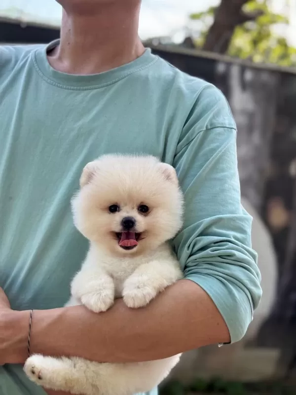 Harika Pomeranian Bebek