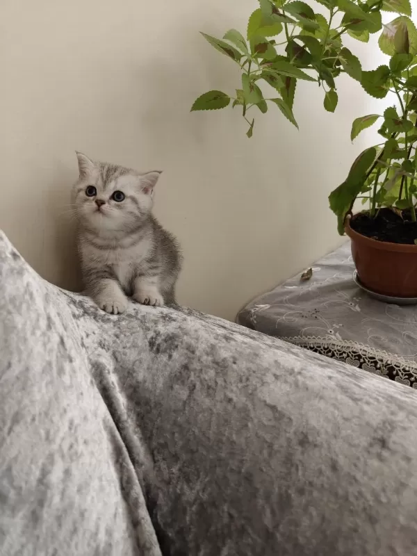 Tonton British Shorthair Yavrular