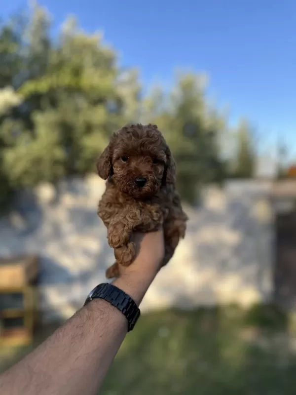 Sağlık Ve İrk Garantili Toy Poodle Yavrularımız