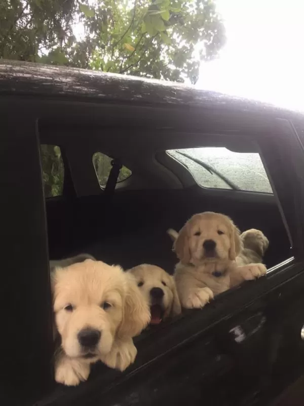 Golden Retriever Yavrular İstenirse Kapınıza Teslim