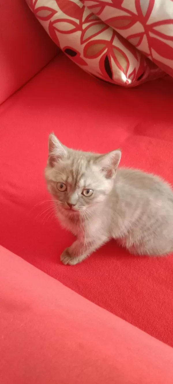 Harika İki Tatlı Kedimiz