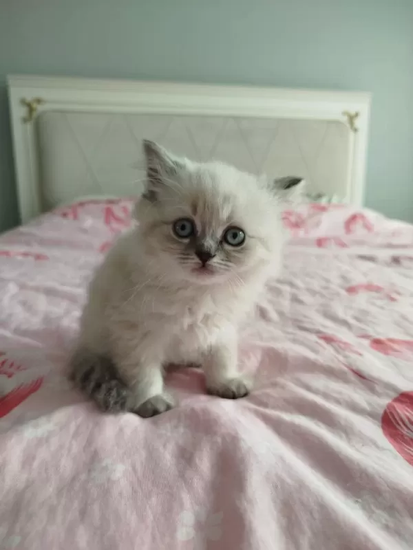 British Blue Point 2 Aylık