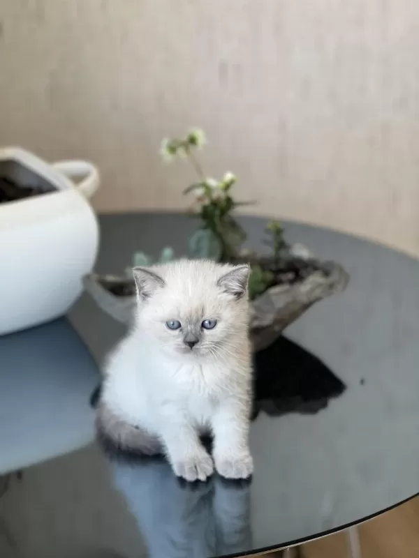 Blue Point Oyuncu British Shorthair Yavrum