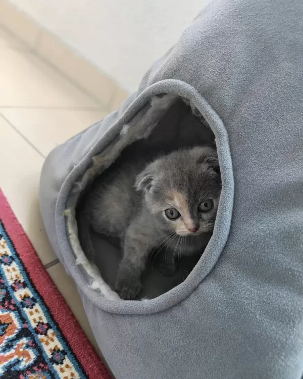 Scottish Fold 50 Günlük Yavrular