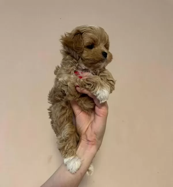 Özel Maltipoo Yavrulari