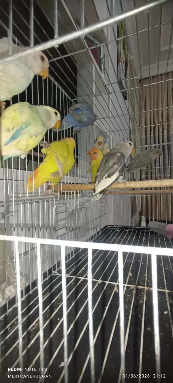 Sevda Papağani Yeni Yeme Düşmüş