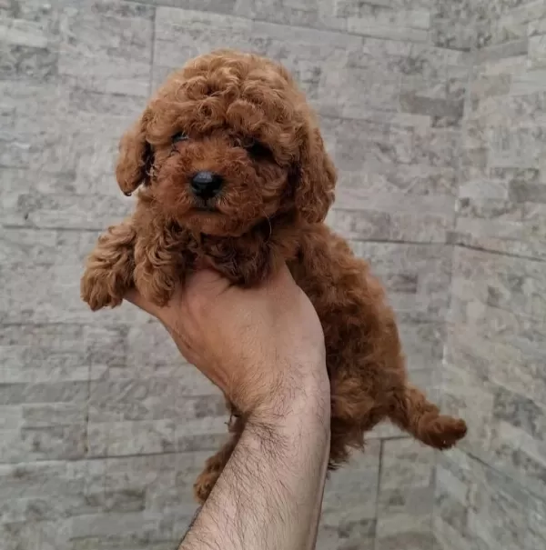 Toy Poodle Köpeğimiz
