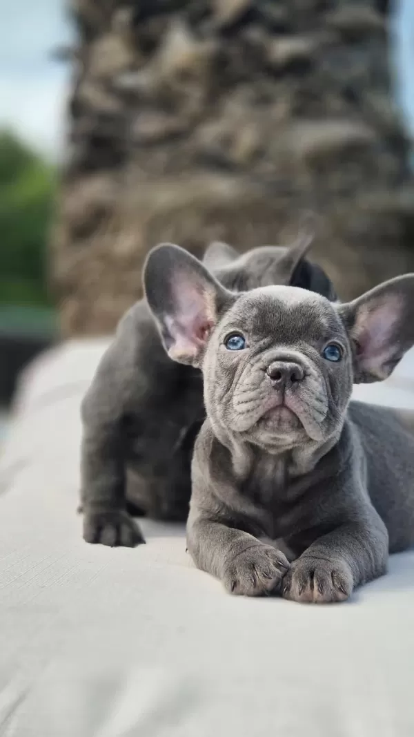 Blue French Bulldog Yavruları İstanbul