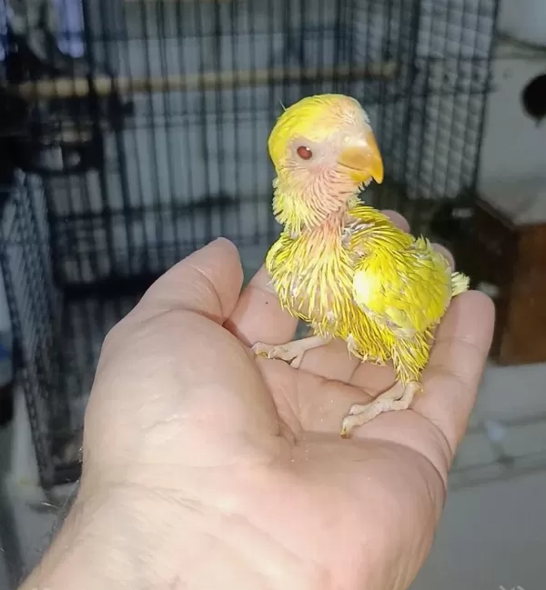 Dişi Eşe Hazır Sevda Papağanı