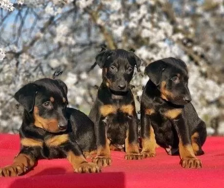 Elit Patiler Farkıyla Doberman Yavrular