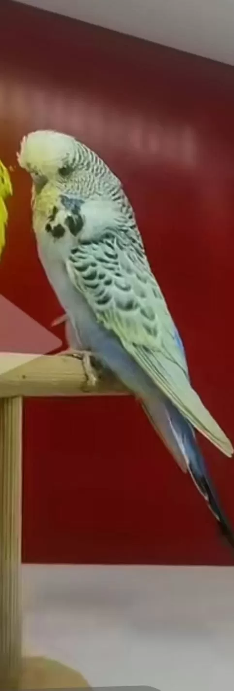 Teksas Dişi Muhabbet Kuşu