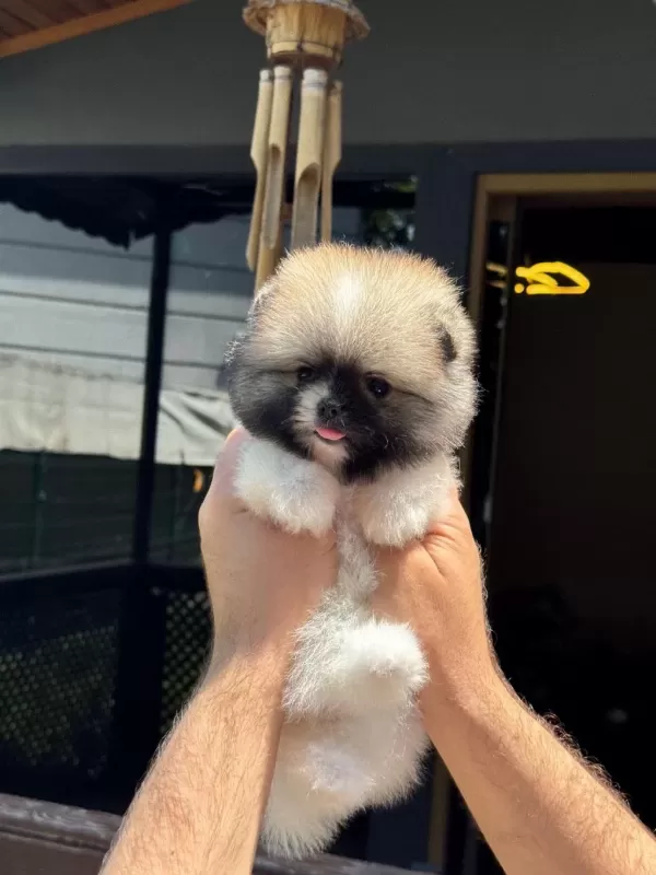 Pomeranian Yavru Köpekler