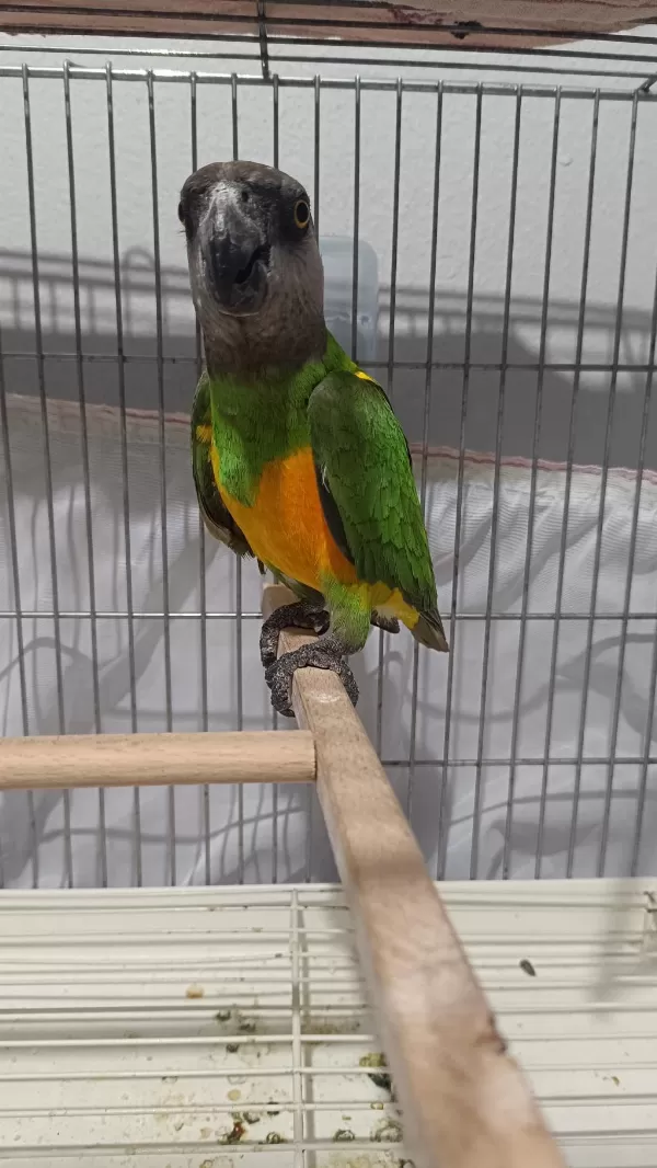 Senegal Papağanı 13 Aylık