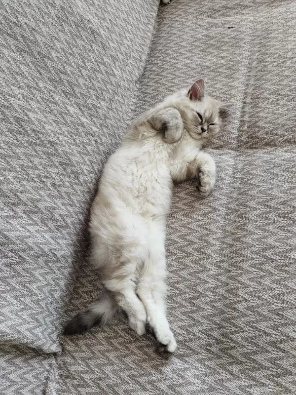 4.5 Aylık Erkek Kedimiz