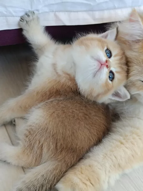 Muhteşem Golden British Shorthair Yavrular