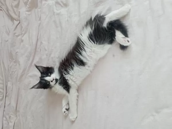 Nazik Maine Coon Devler Yuvasını Arıyor