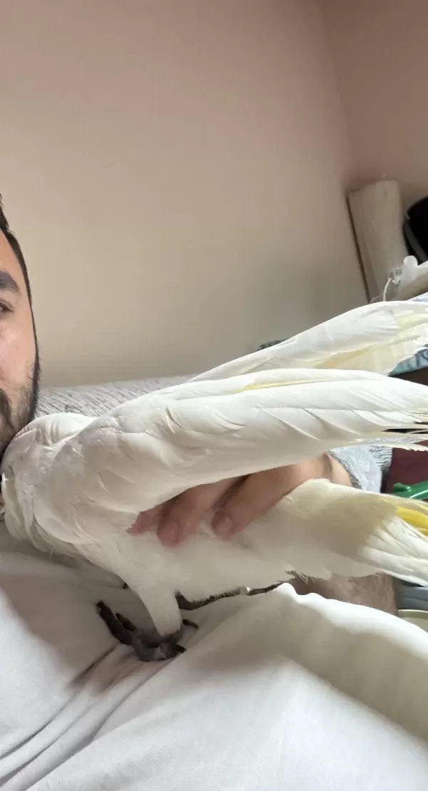 Full Evcil Kakadu Kanat Kuyruk Altına Kadar Sevdirir