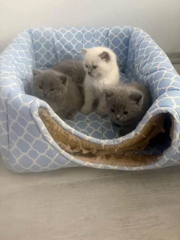 1.5 Aylık 4 Tane Saf British Shorthair Yavrularımız
