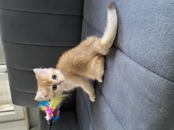 Ny12 Dişi British Shorthair Bebekler