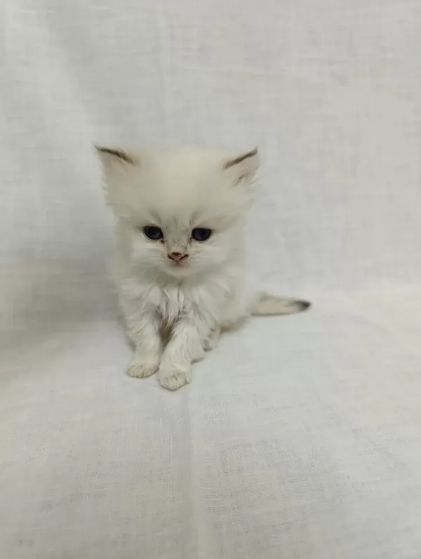 British Longhair Bebişlerimiz