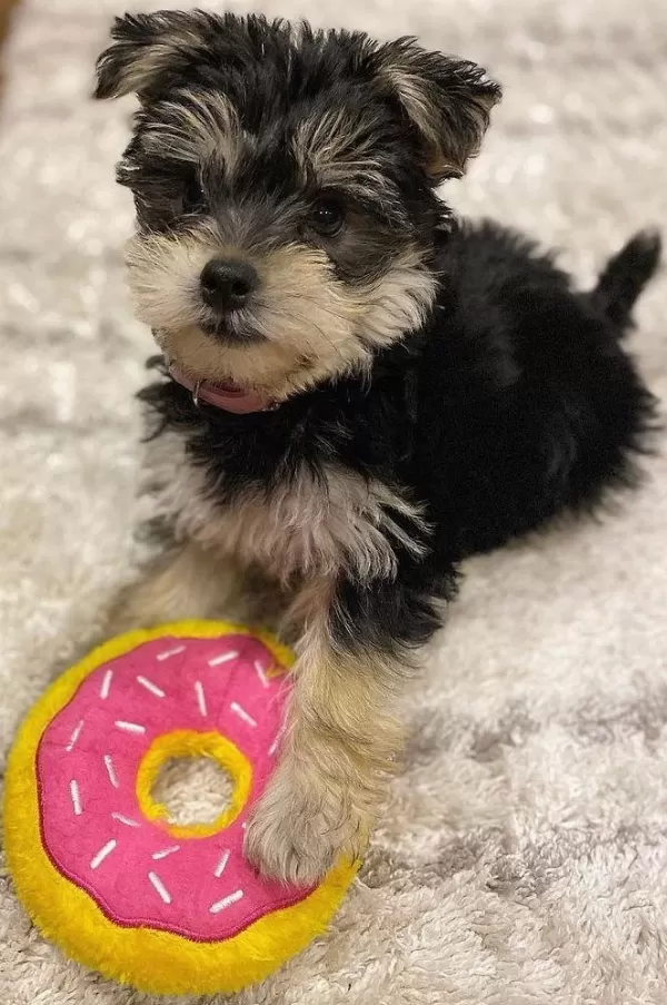 Sevgi Dolu Ve Uyumlu Yavru Köpekler