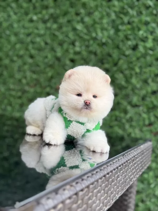 Sağlik Ve İrk Garantili Pomeranian Köpekler