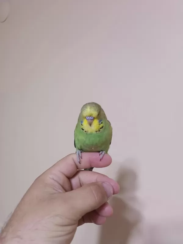 Jumbo Muhabbet Kuşu Yavrular