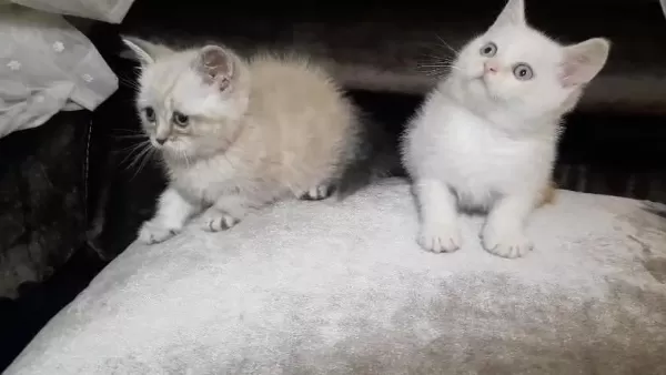 British Shorthair Erkek Yavrular