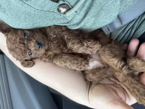 Kore Dark Red Erkek Yavru Poodle