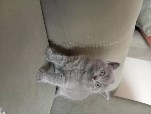 British Shorthair 2 Aylık Dişi