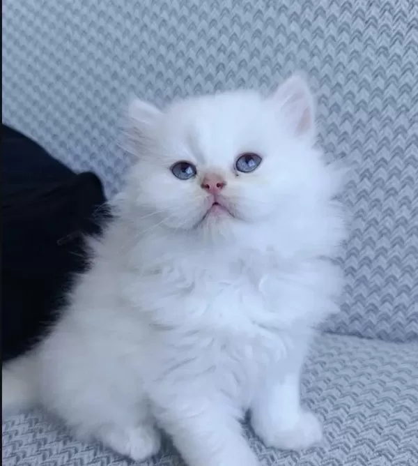 Beyaz British Longhair Yavrularim