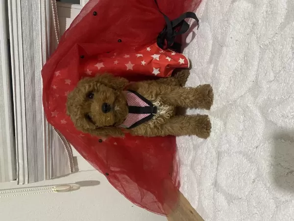 Safkan Minyatür Poodle (kaniş)