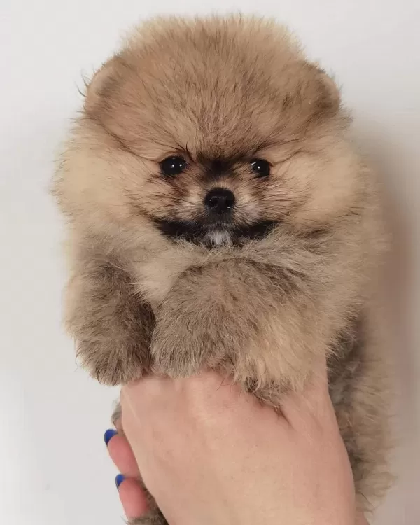 Sevimli Pomeranian Yavrulari