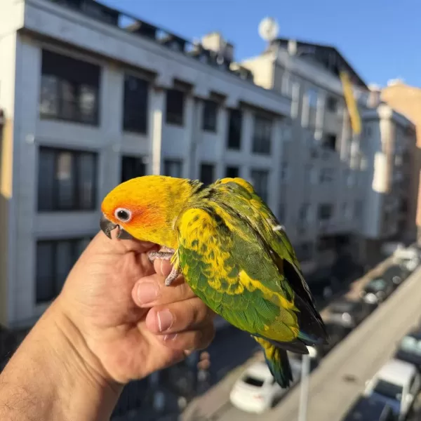 Yavru Güneş Konur Papağani