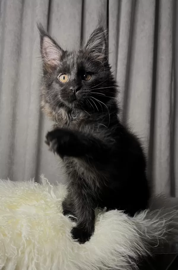Özel Kalite Maine Coon Dişi