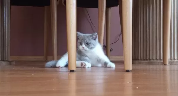 İzmir Nadir Renk British Shorthair Yavrumuz