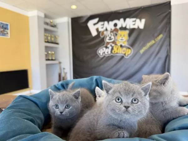 Kediciden Renk Renk British Shorthair Yavrulari Ankara