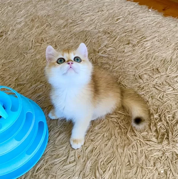 Safkan British Shorthair Golden Ny12 Erkek Yavru