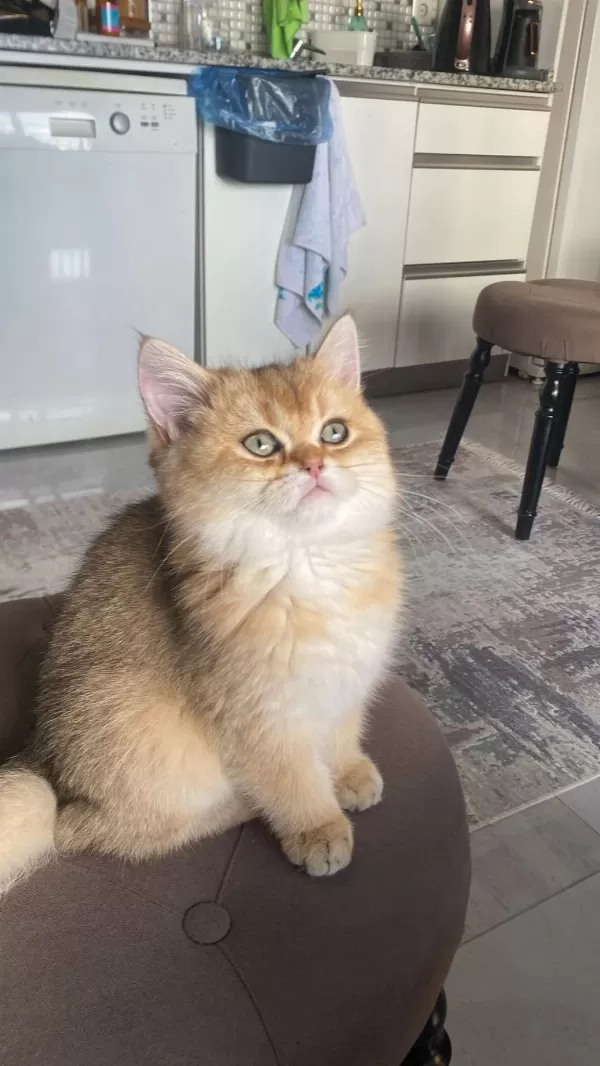 British Shorthair Dişi Yavrumuz