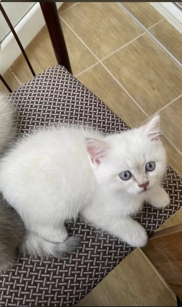 45 Günlük British Shorthair Bilgi İçin Mesaj Atınız