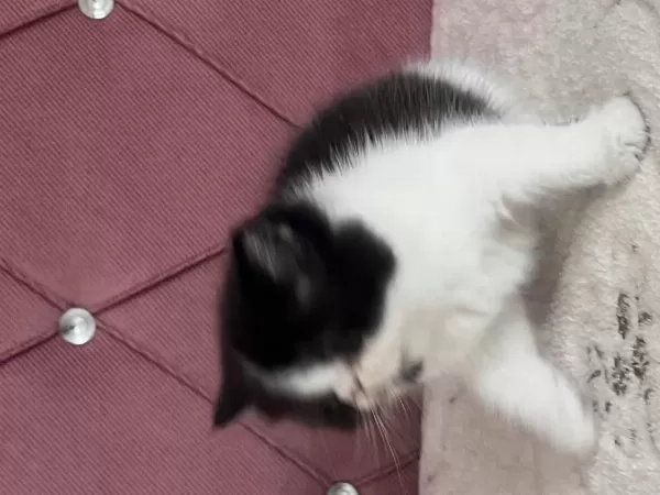 Kaliteli Ev De Doğmuş Yavru Kedimiz