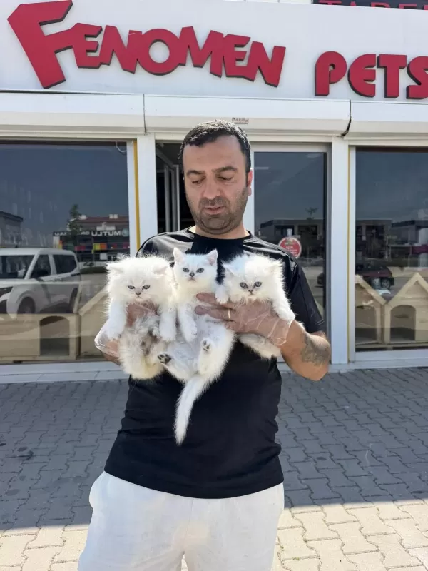 Kediciden Renk Renk British Shorthair Yavrulari Ankara