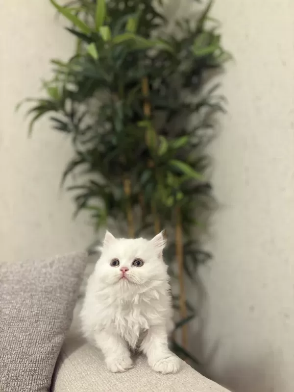 British Longhair Yavrular