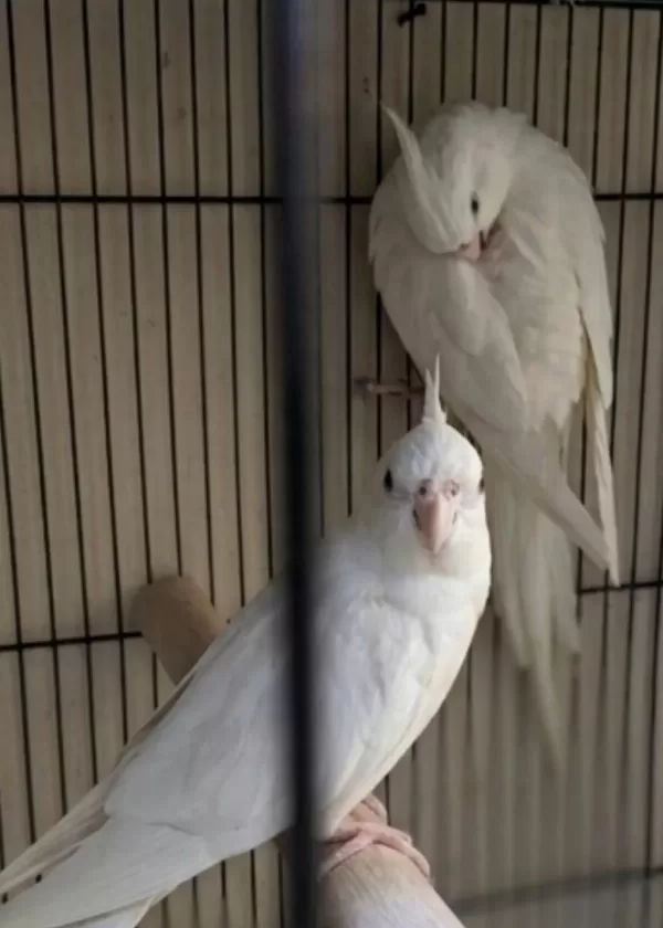 Yavru Görmüş Albino Sultan Papağanı Takımlar