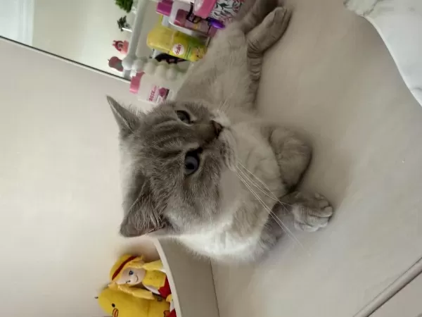 Dişi British Shorthair