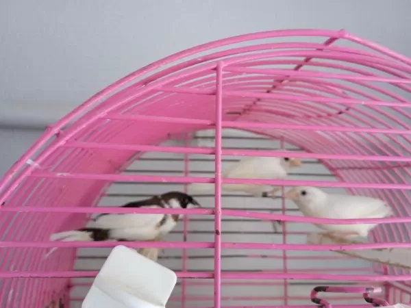 Bengal İspinoz Finch 3 Adet