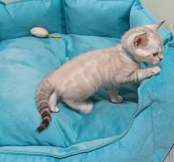 Snow Bengal Erkek Yavru